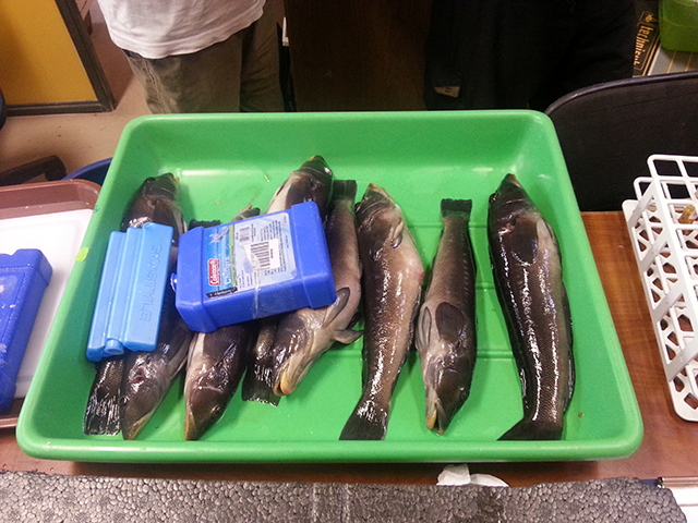 Ejemplares de Rollizo Pinguipes chilensis se procesan para la obtención de muestras
