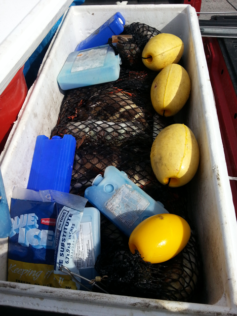 Peces recientemente capturados son transportados al laboratorio.